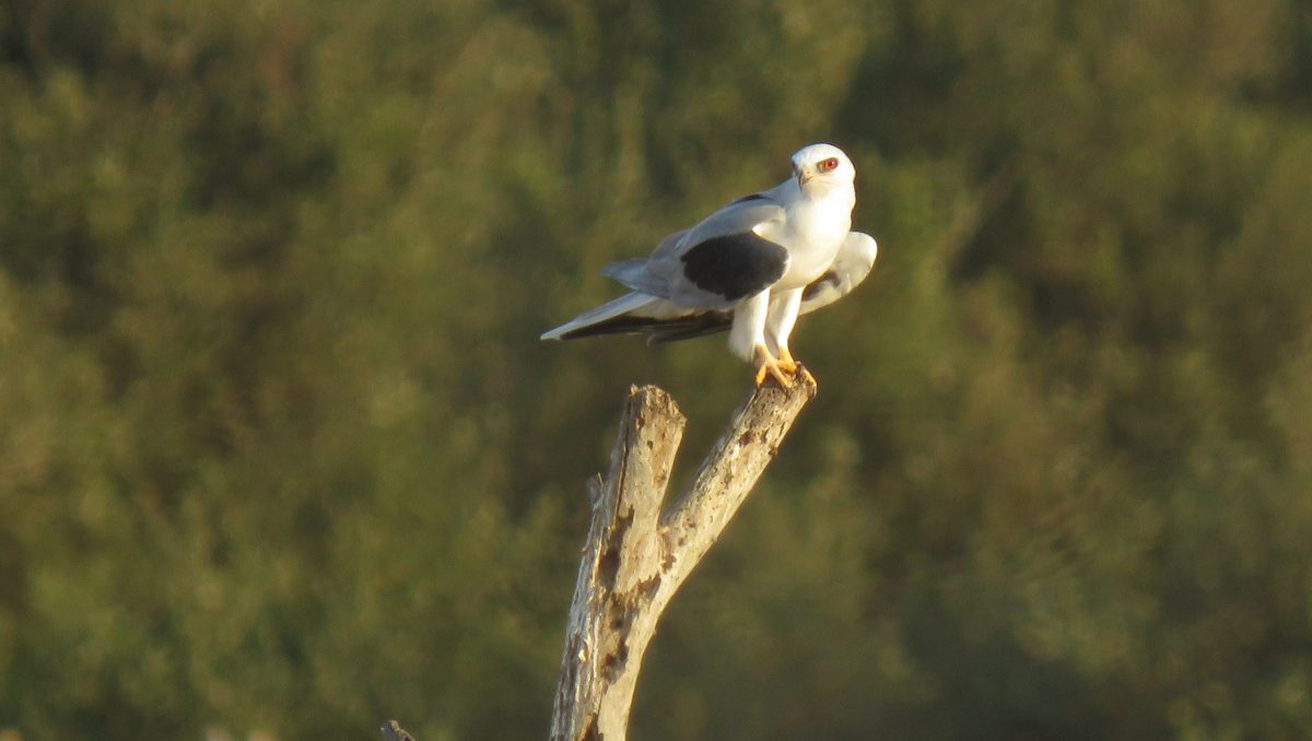 Lawsuit Filed Challenging State Fish & Wildlife Approval of Bulldozing Project at the Ballona Wetlands on the Los Angeles Coast